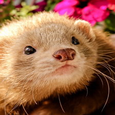 Схема вышивки «хорек»