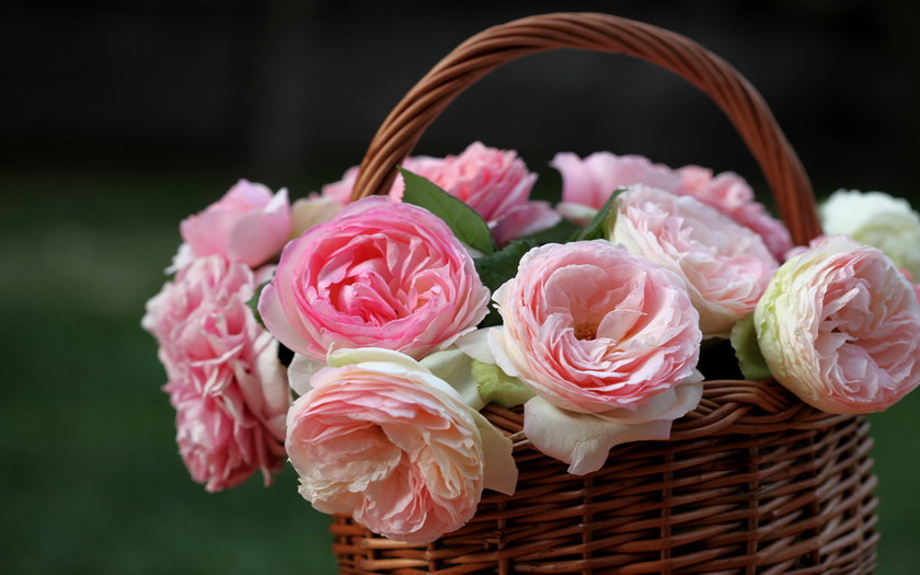 корзина роз - розы, цветы - оригинал