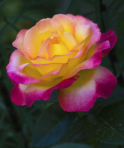 Роза - цветы - оригинал