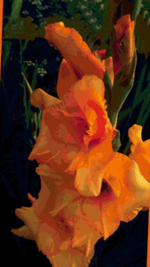 Гладиолус - цветы - предпросмотр