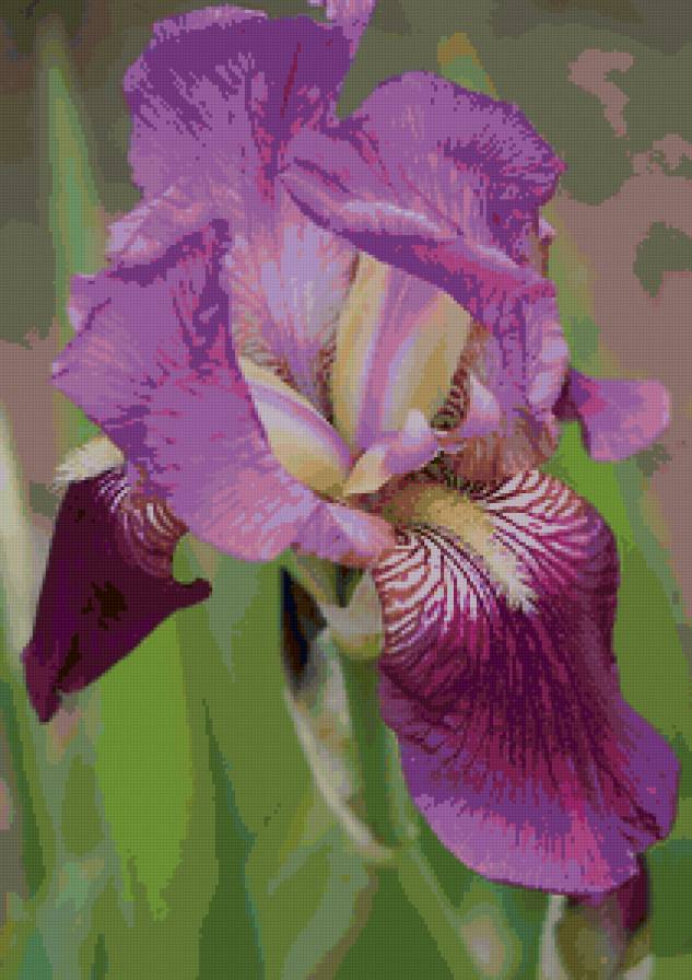 Ирис - цветы - предпросмотр