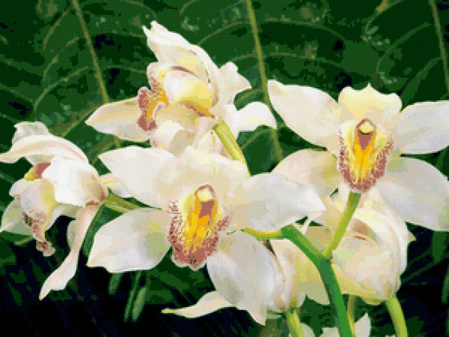 орхидея - цветы - предпросмотр