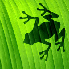 лягушка на листочке