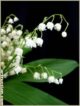 ландыши - цветок - оригинал