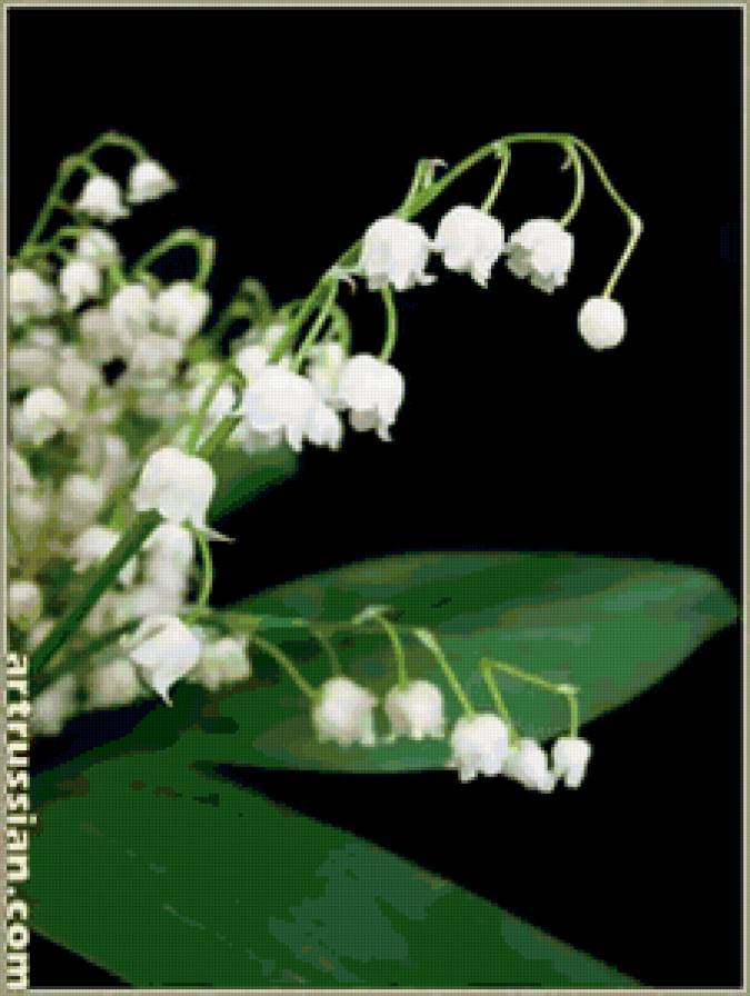 ландыши - цветок - предпросмотр