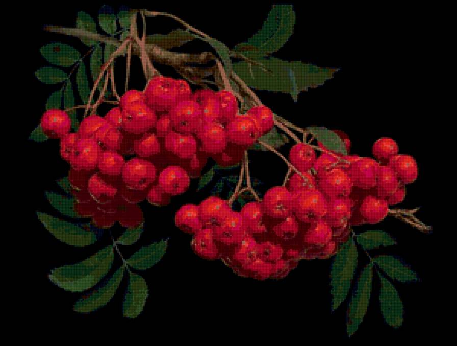 рябина - ягоды, рябина - предпросмотр