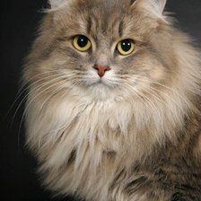 Схема вышивки «кошка»