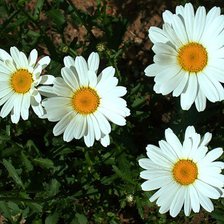 Схема вышивки «ромашки»