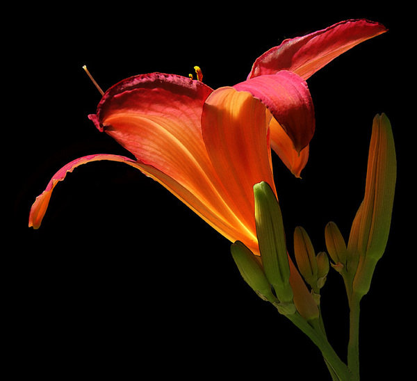 лилия - на черном, цветы, лилии - оригинал