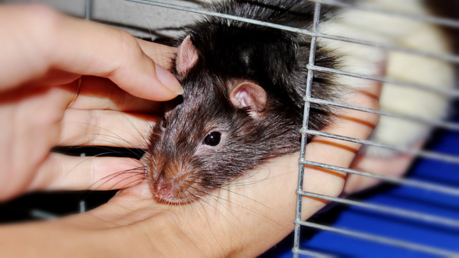 Бони - оригинал