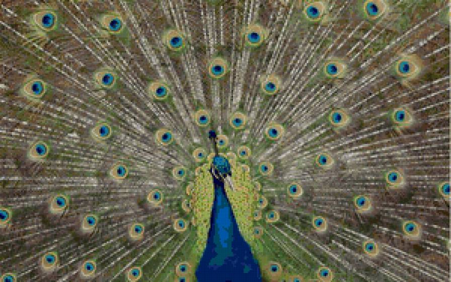 павлин - птицы, павлин - предпросмотр