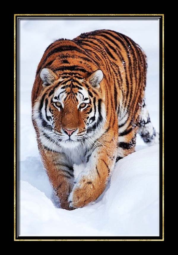 №72841 - хищники, животные, кошки, тигр, снег - оригинал