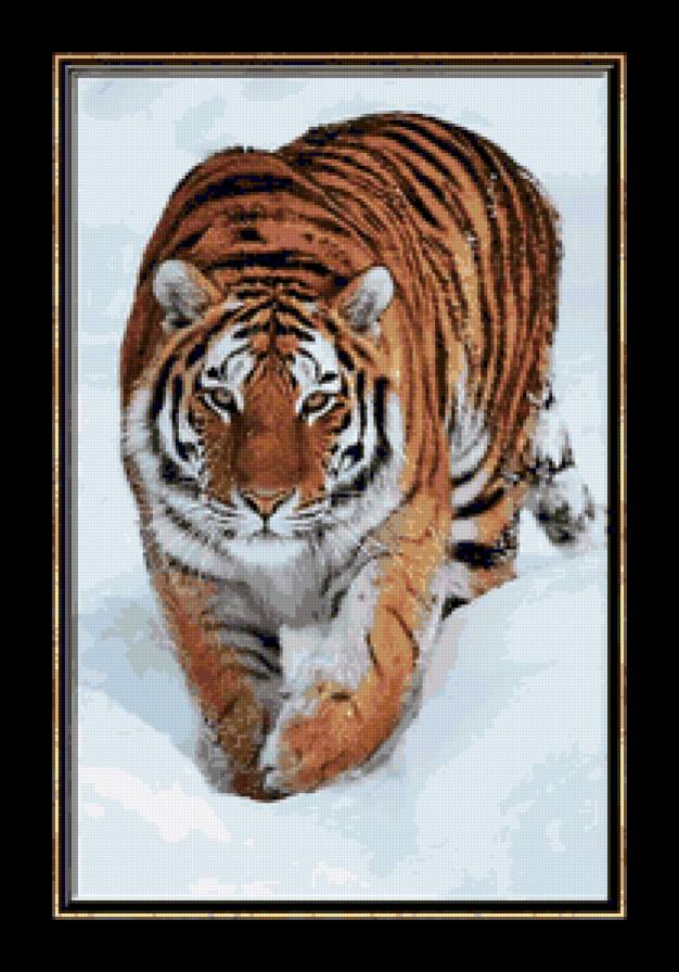 №72841 - тигр, кошки, снег, хищники, животные - предпросмотр