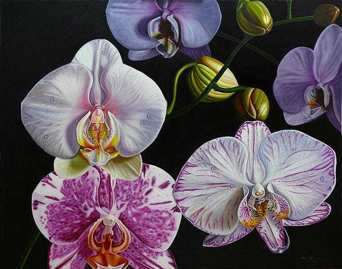 орхидея - цветок, орхидеи, цветы - оригинал