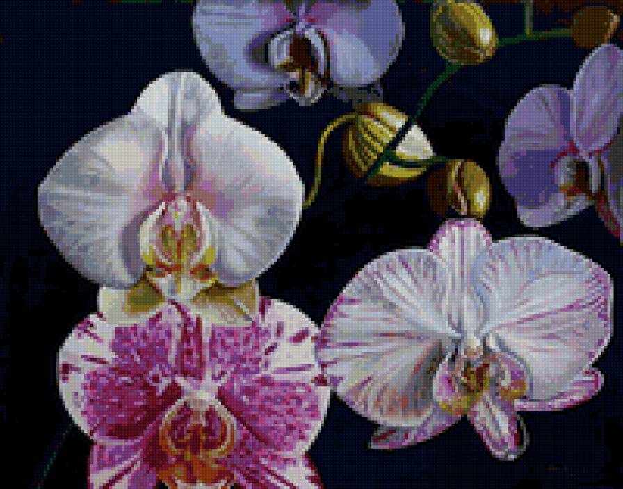 орхидея - цветы, цветок, орхидеи - предпросмотр