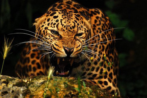 Кися - кошки, дикие - оригинал