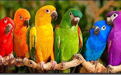 Попугайчики - оригинал