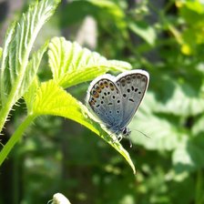 Схема вышивки «№73067»