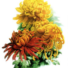 Схема вышивки «шикарные хризантемы»