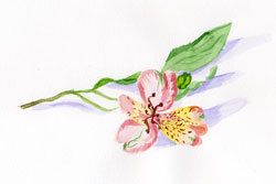 орхидея - цветы, орхидея - оригинал