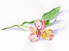 Оригинал схемы вышивки «орхидея» (№73388)