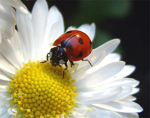 ромашка - оригинал