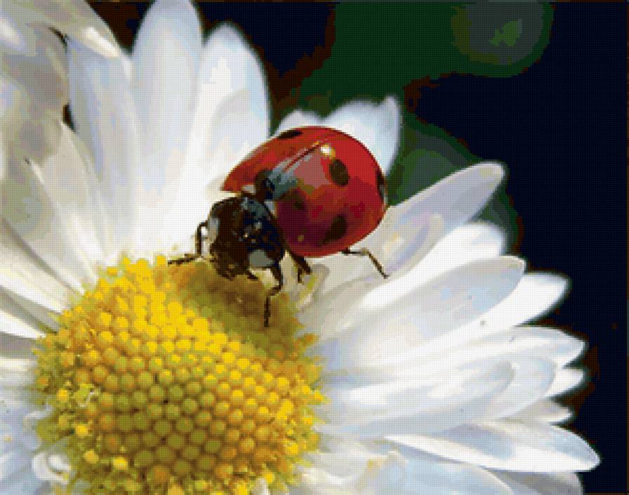 ромашка - предпросмотр