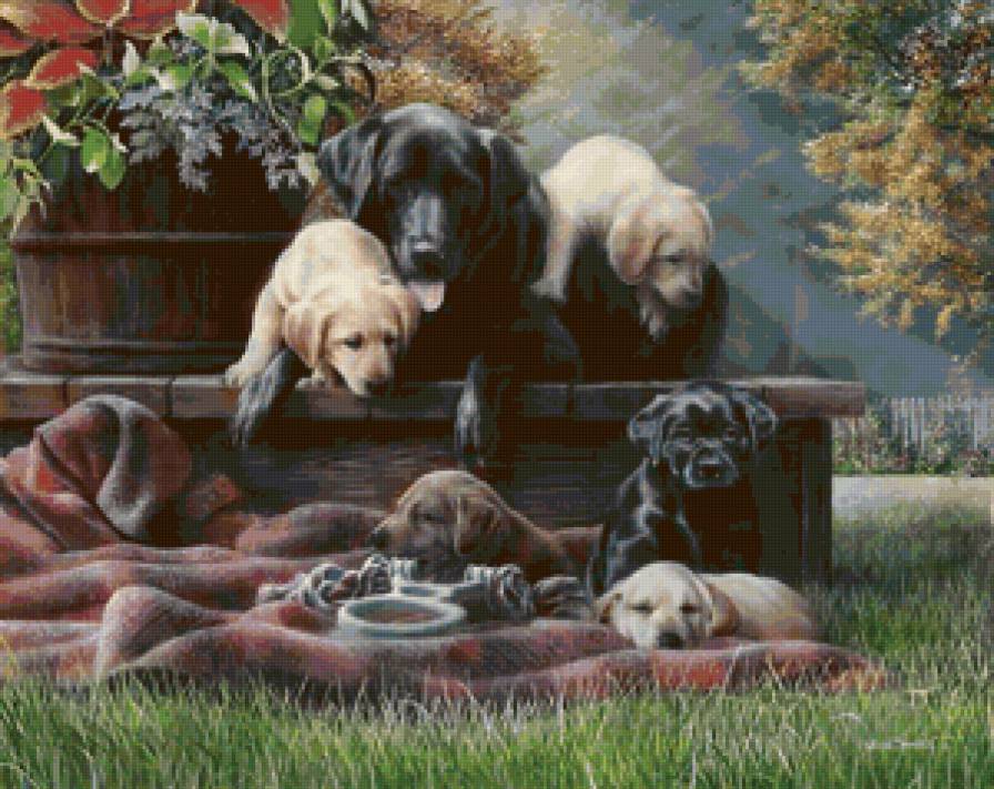 Семья - собака, животные, щенок - предпросмотр