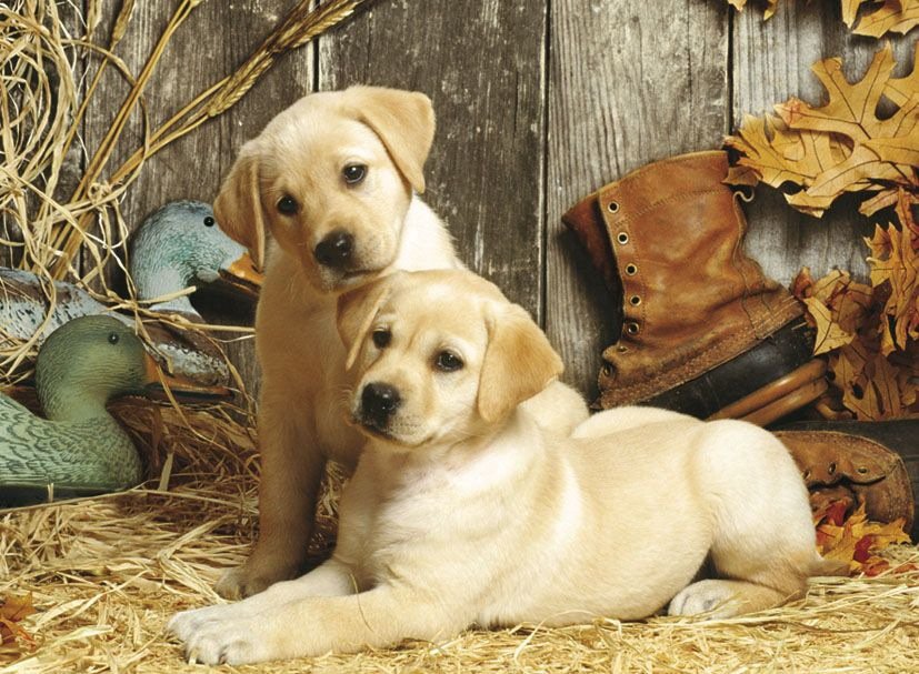 Щеночки - щенок, животные, собака - оригинал