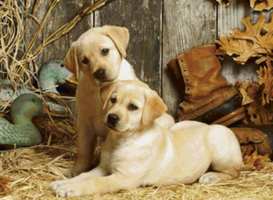 Щеночки - собака, животные, щенок - предпросмотр