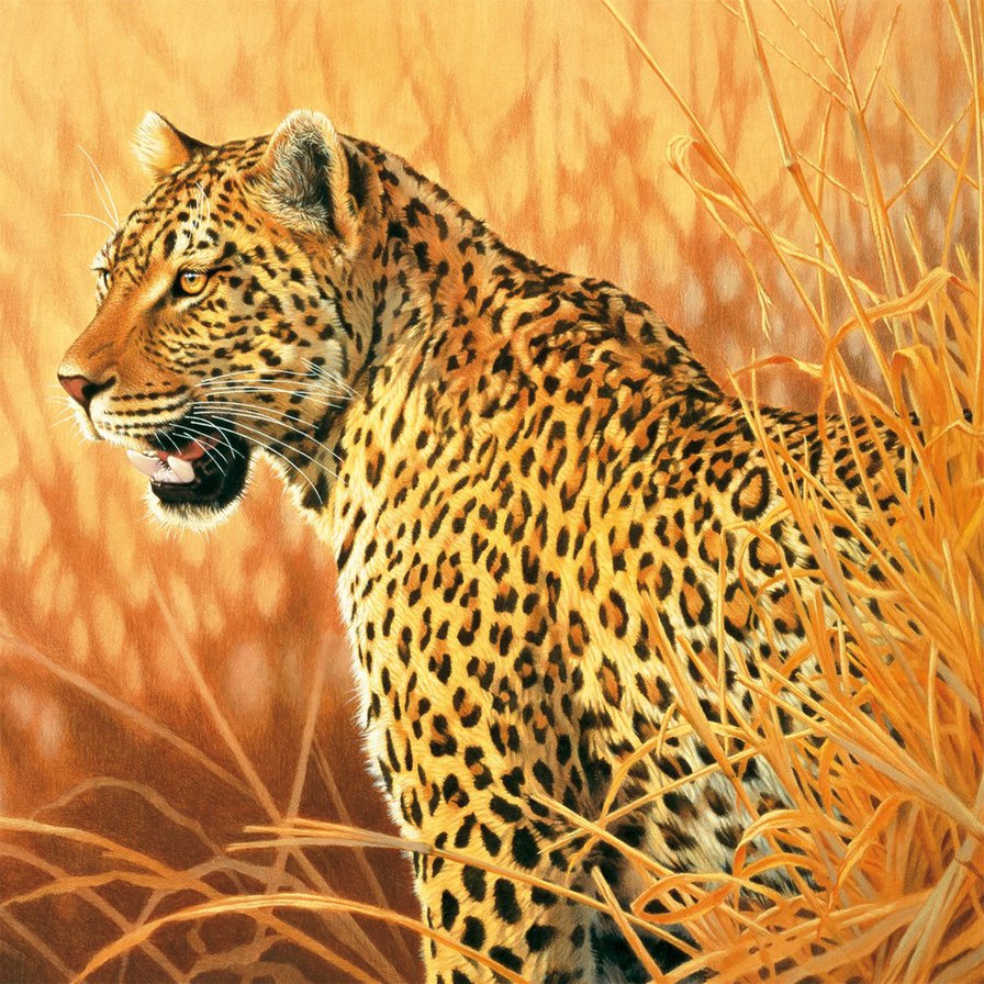 Леопард - леопард, хищник, животные - оригинал