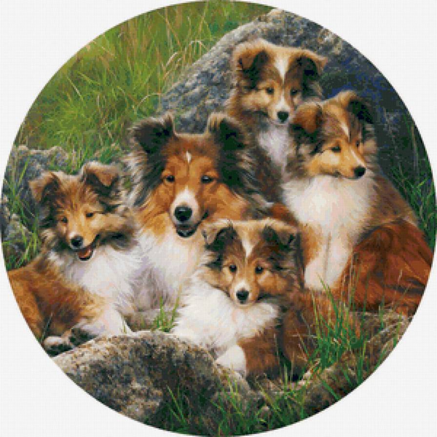 Колли - животные, щенок, собака - предпросмотр