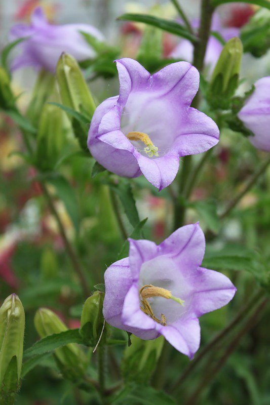 №73610 - колокольчики, цветы - оригинал