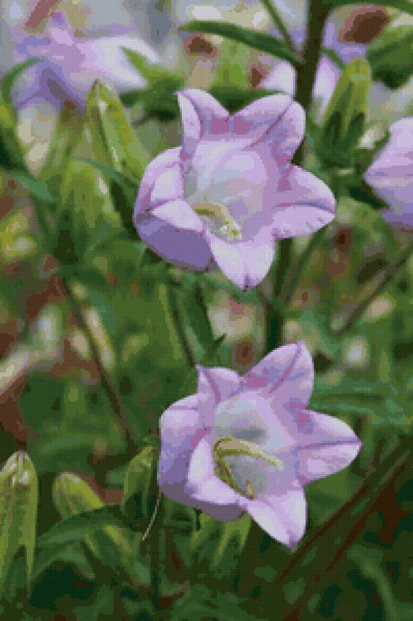 №73610 - колокольчики, цветы - предпросмотр