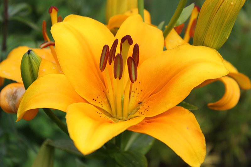 №73618 - лилии, цветы - оригинал