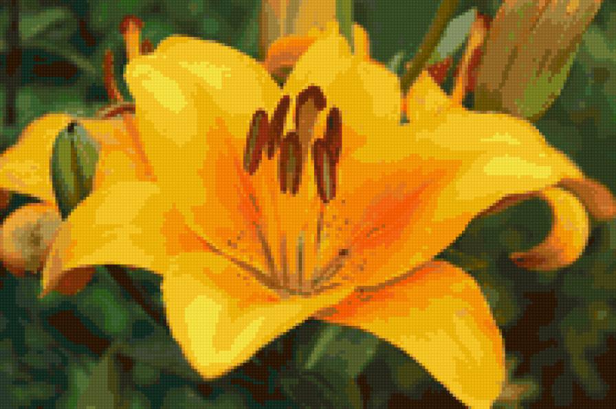 №73618 - цветы, лилии - предпросмотр