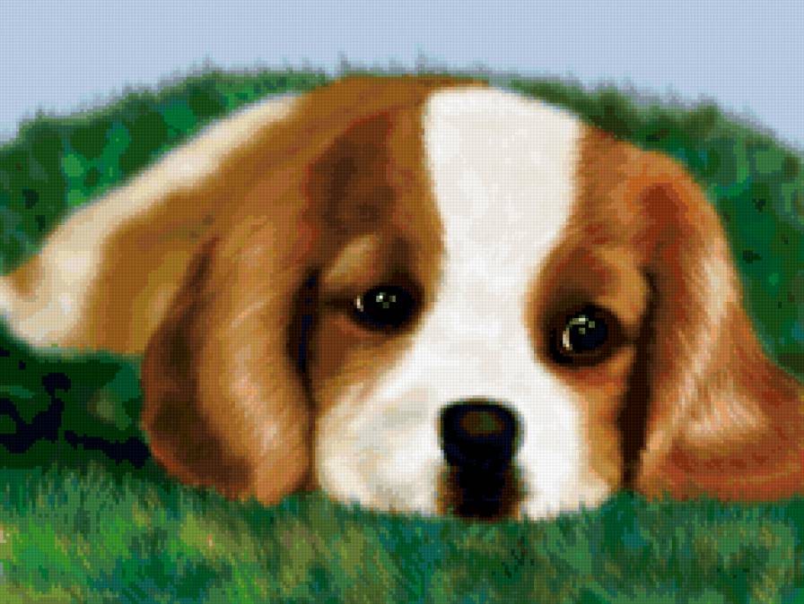 грустный пёсик - собака - предпросмотр