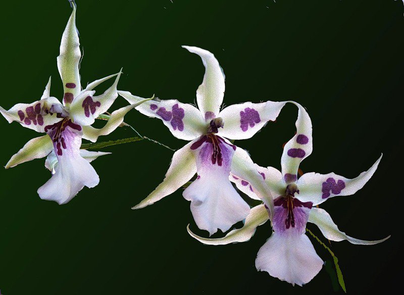 орхидеи - цветы, орхидеи - оригинал