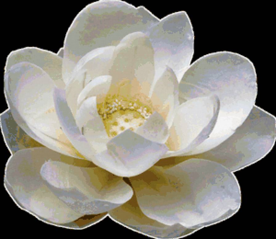 №73632 - подушка, цветок, лотос, цветы, подушки - предпросмотр