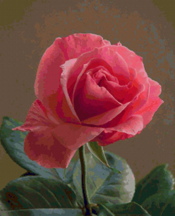 №73634 - розы, роза, цветок, цветы - предпросмотр