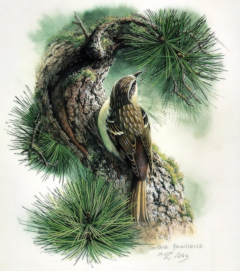 Серия ПТИЦЫ - птица, природа - оригинал