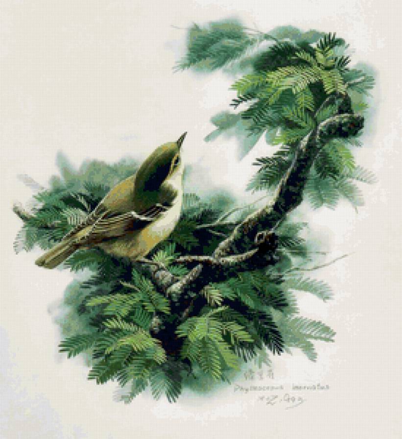 Серия ПТИЦЫ - природа, птица - предпросмотр