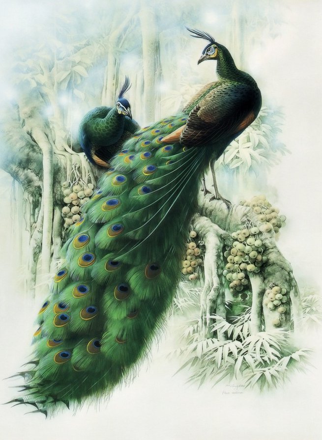 Серия ПТИЦЫ. Павлин - птица, природа - оригинал