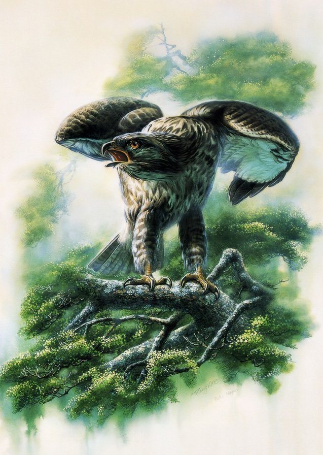 Серия ПТИЦЫ - птица, природа - оригинал