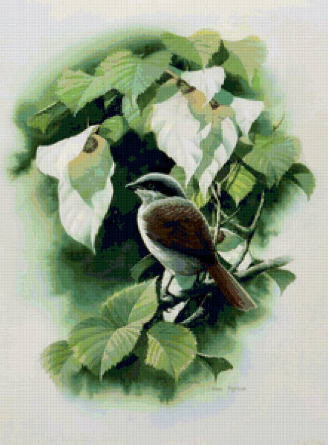 Серия ПТИЦЫ - цветы, птица, природа - предпросмотр