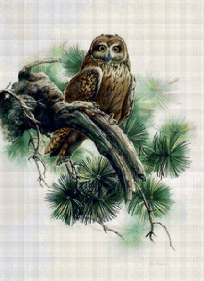 Серия ПТИЦЫ - птица, природа - предпросмотр