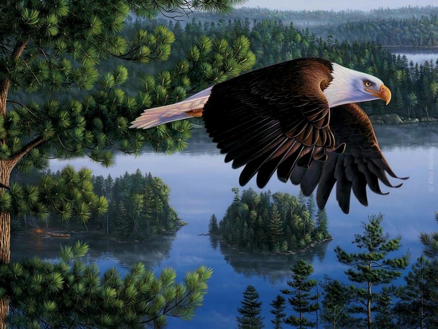 Kim Norlien - орел, птица, пейзаж - оригинал