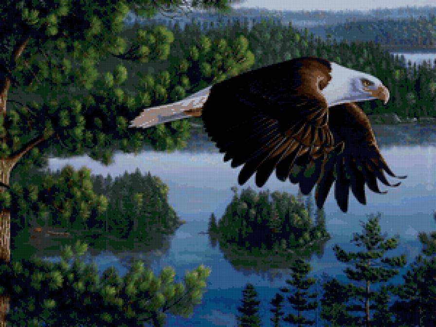 Kim Norlien - птица, пейзаж, орел - предпросмотр