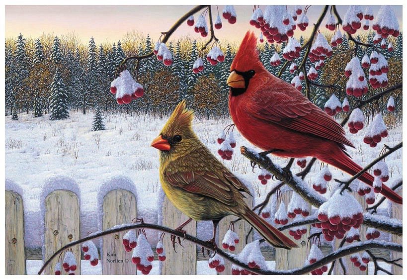 Kim Norlien - птица, природа, зима - оригинал