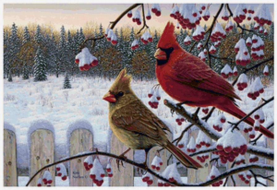 Kim Norlien - зима, природа, птица - предпросмотр